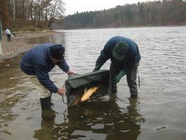 Botič 2-ú.n.Hostivař-vysazování velkých kaprů 27.11.14 (1).JPG